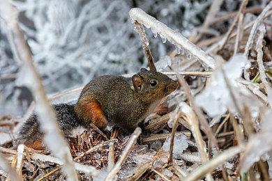 《艾尔登法环》上市预告公开 冒险一触即发