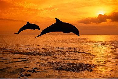 竞技场射击轻度肉鸽游戏《Brotato》 于Steam发售